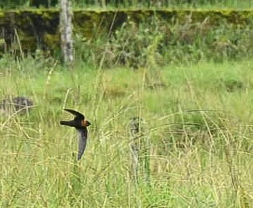 Golondrina Barranquera - ML620408213