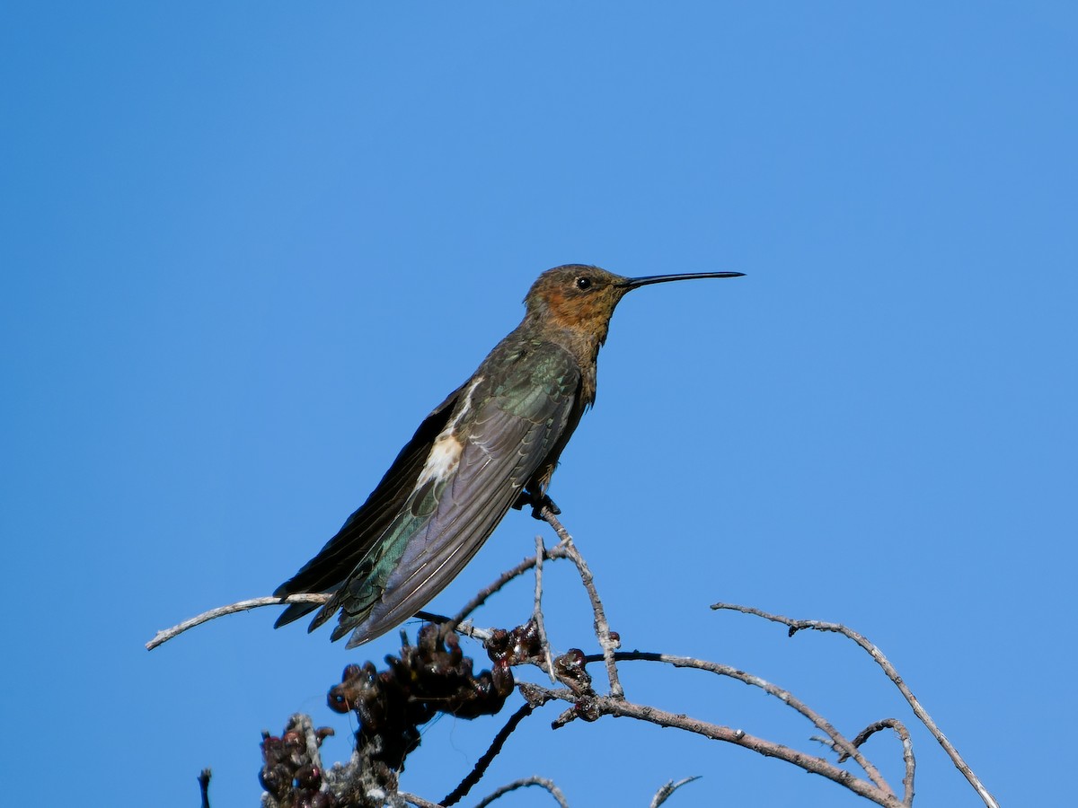 Giant Hummingbird - Rutger Koperdraad
