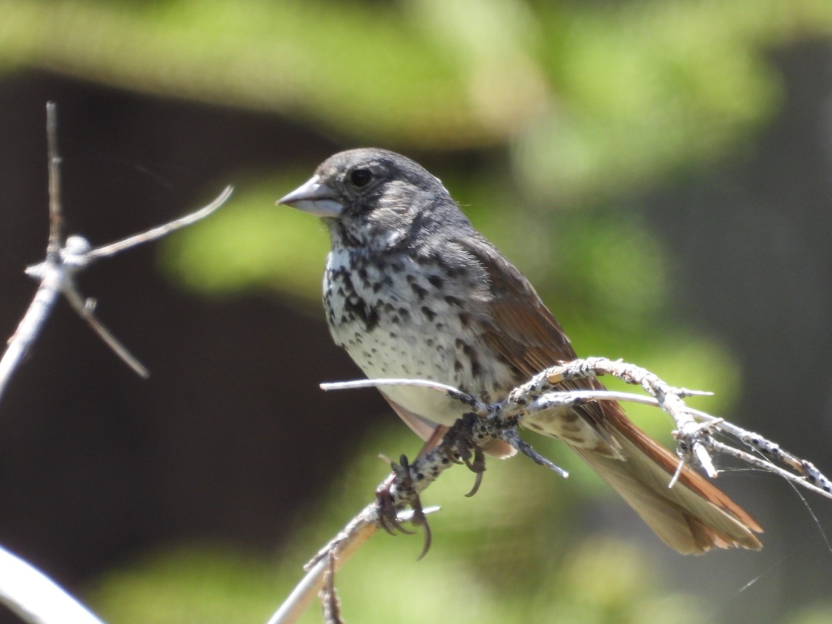 Fox Sparrow - ML620408226