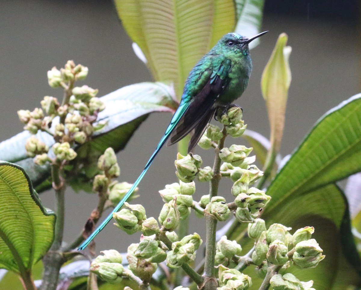 Long-tailed Sylph - ML620408229