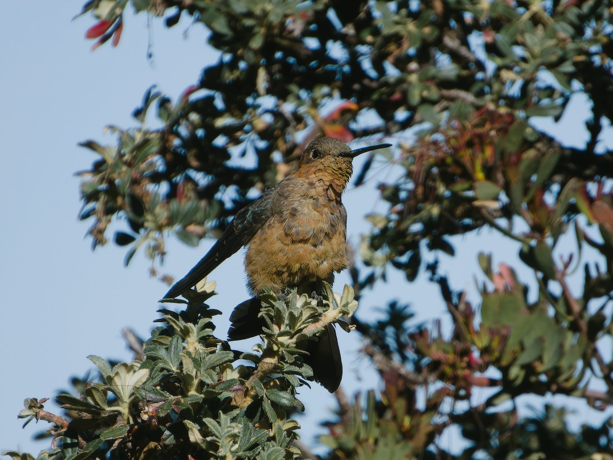 Giant Hummingbird - ML620408230