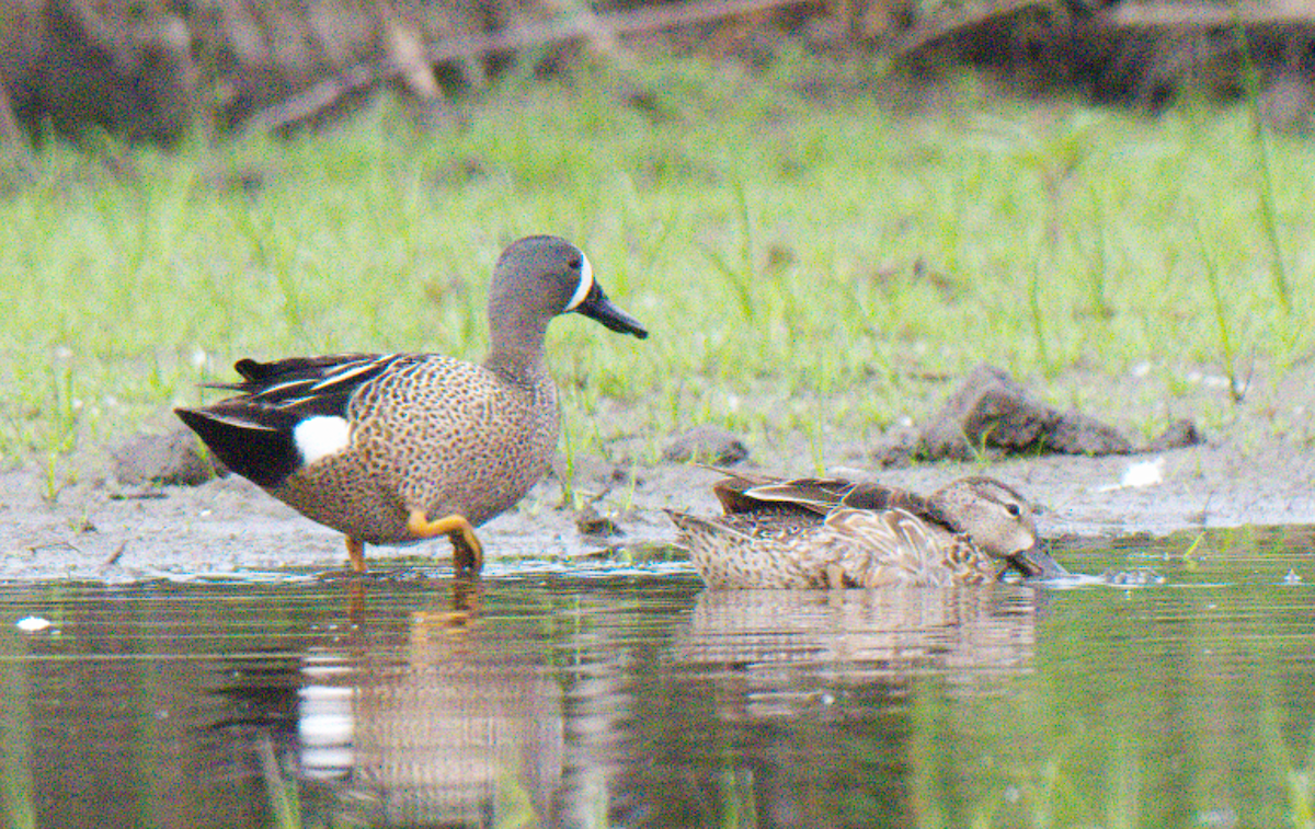 Blue-winged Teal - ML620408235