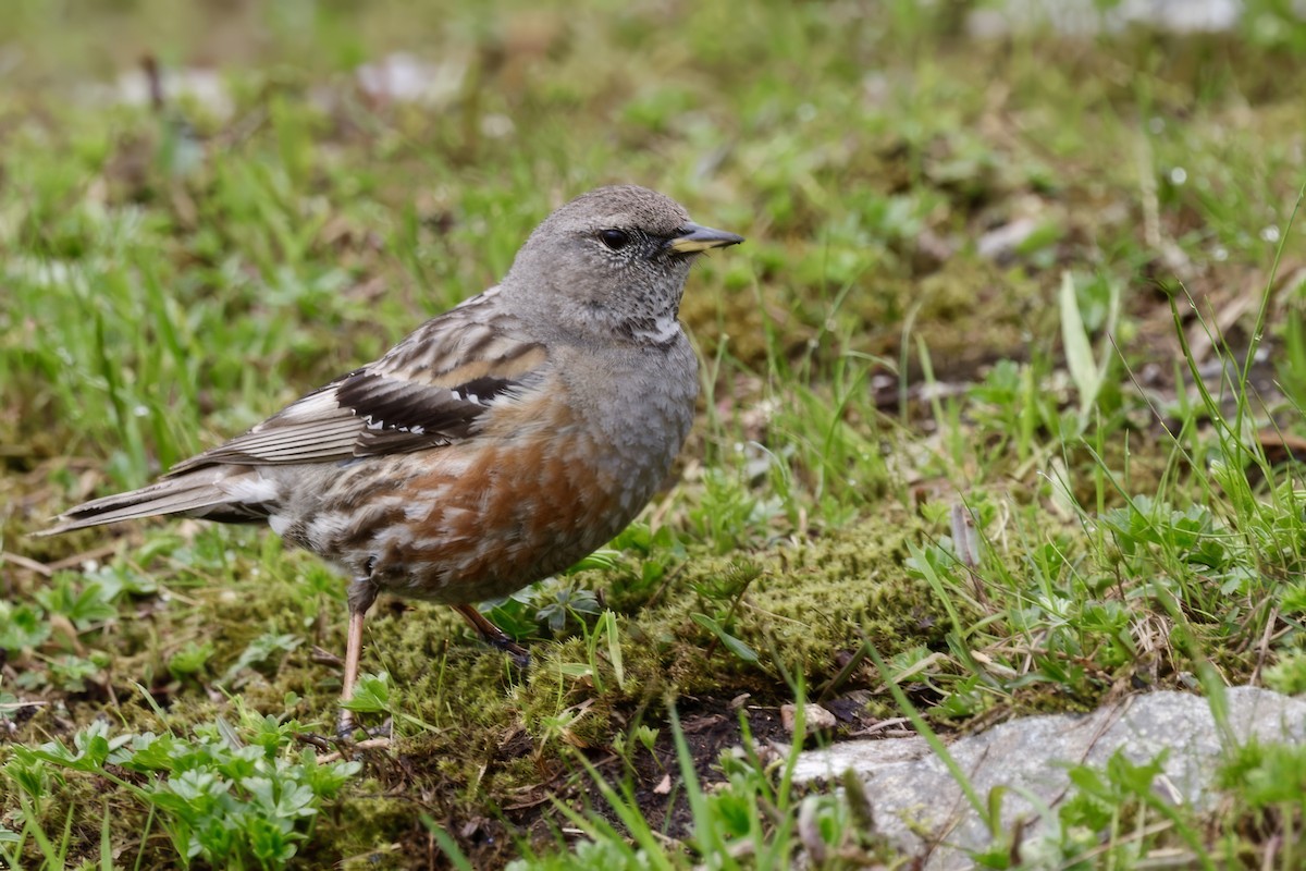 Alpine Accentor - ML620408246