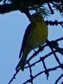 European Serin - ML620408262