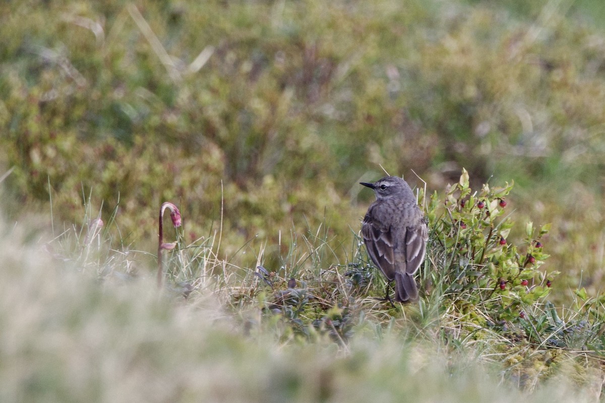 Water Pipit - ML620408263