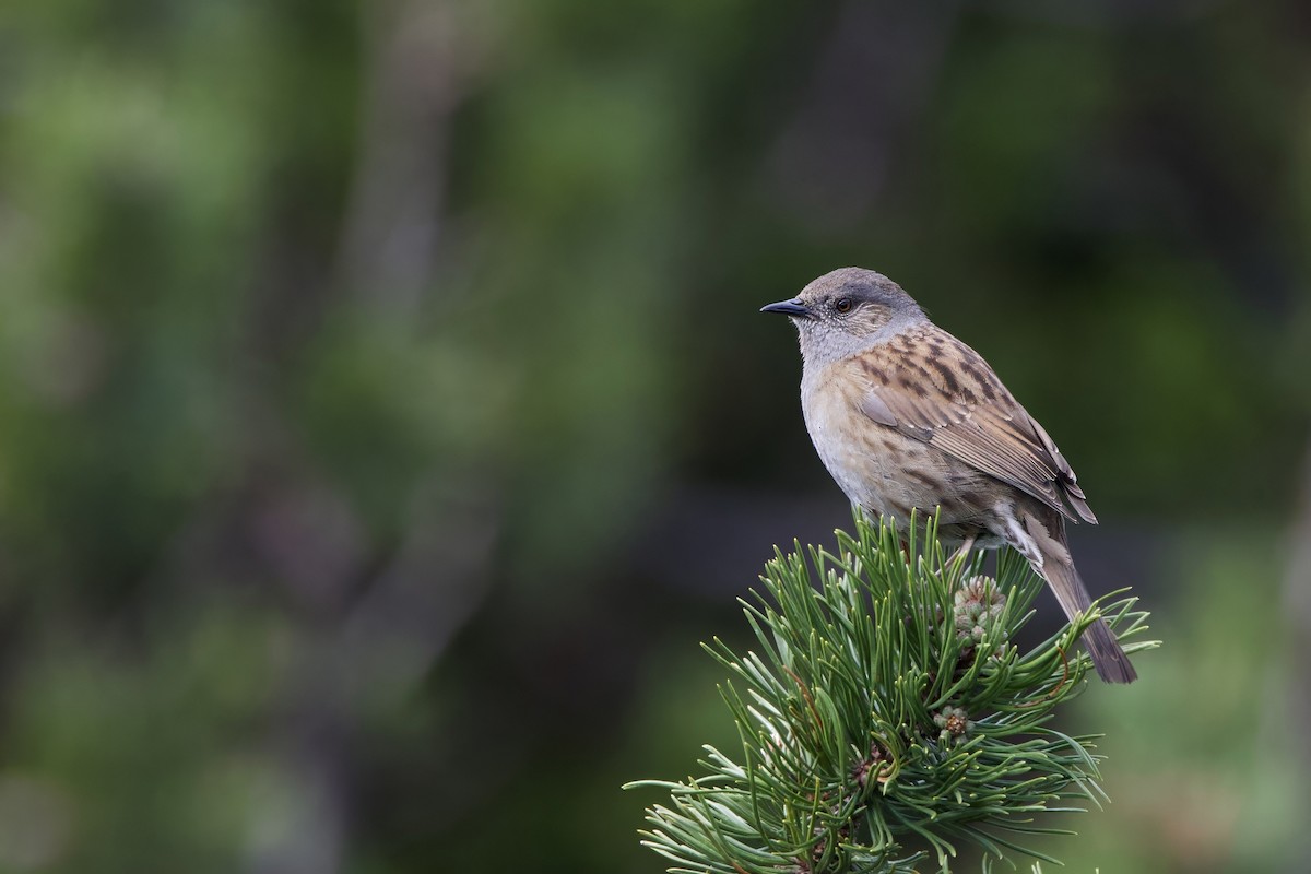 Dunnock - ML620408268