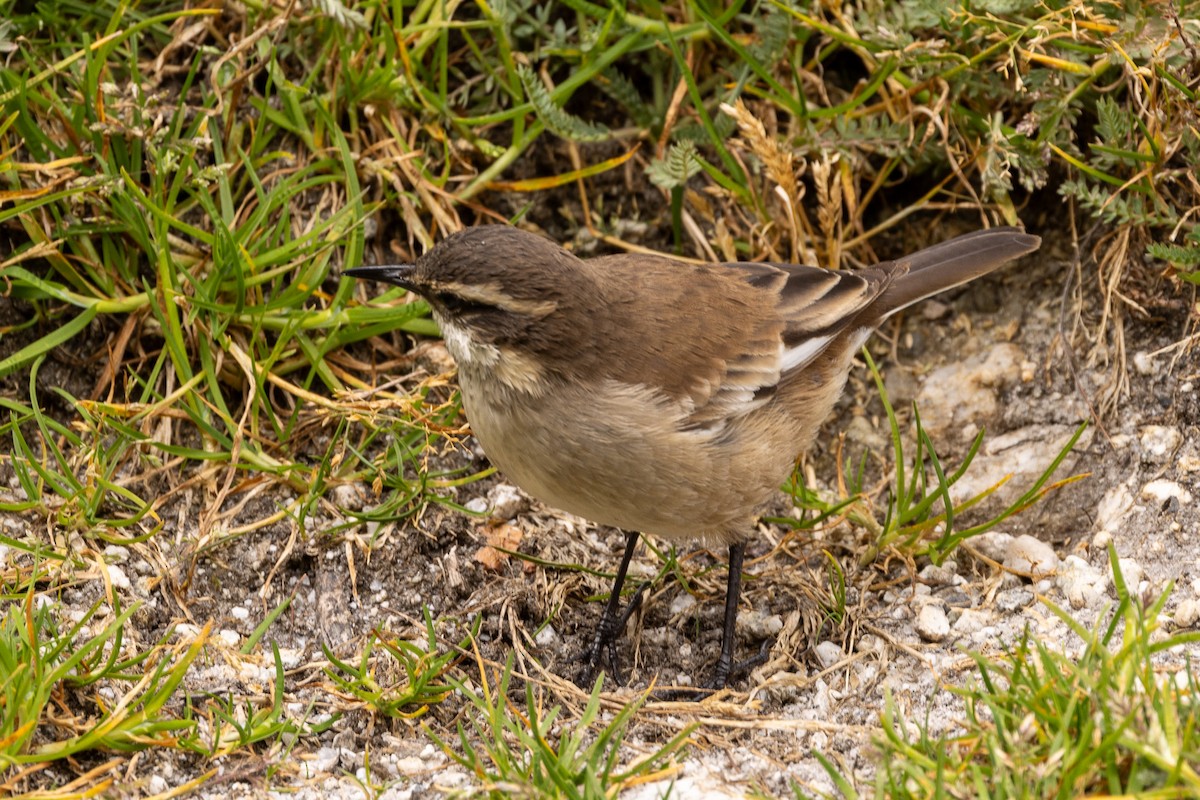 White-winged Cinclodes - ML620408269