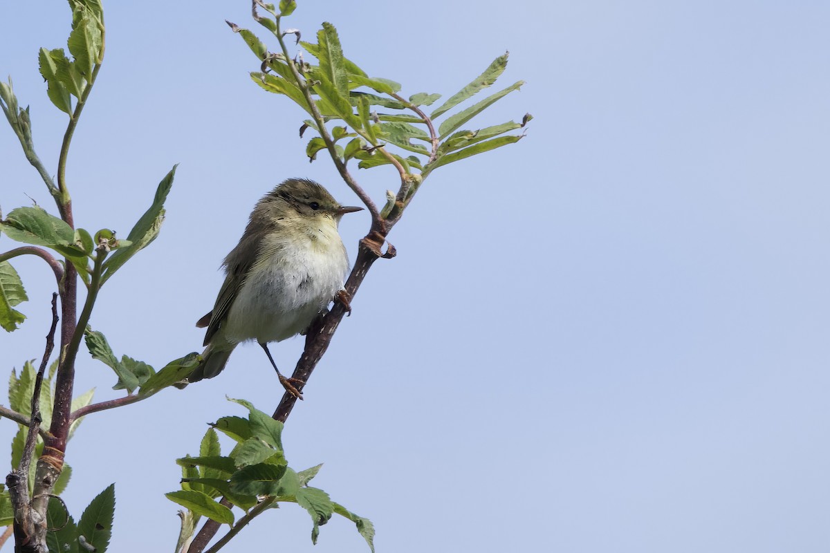 Willow Warbler - ML620408271