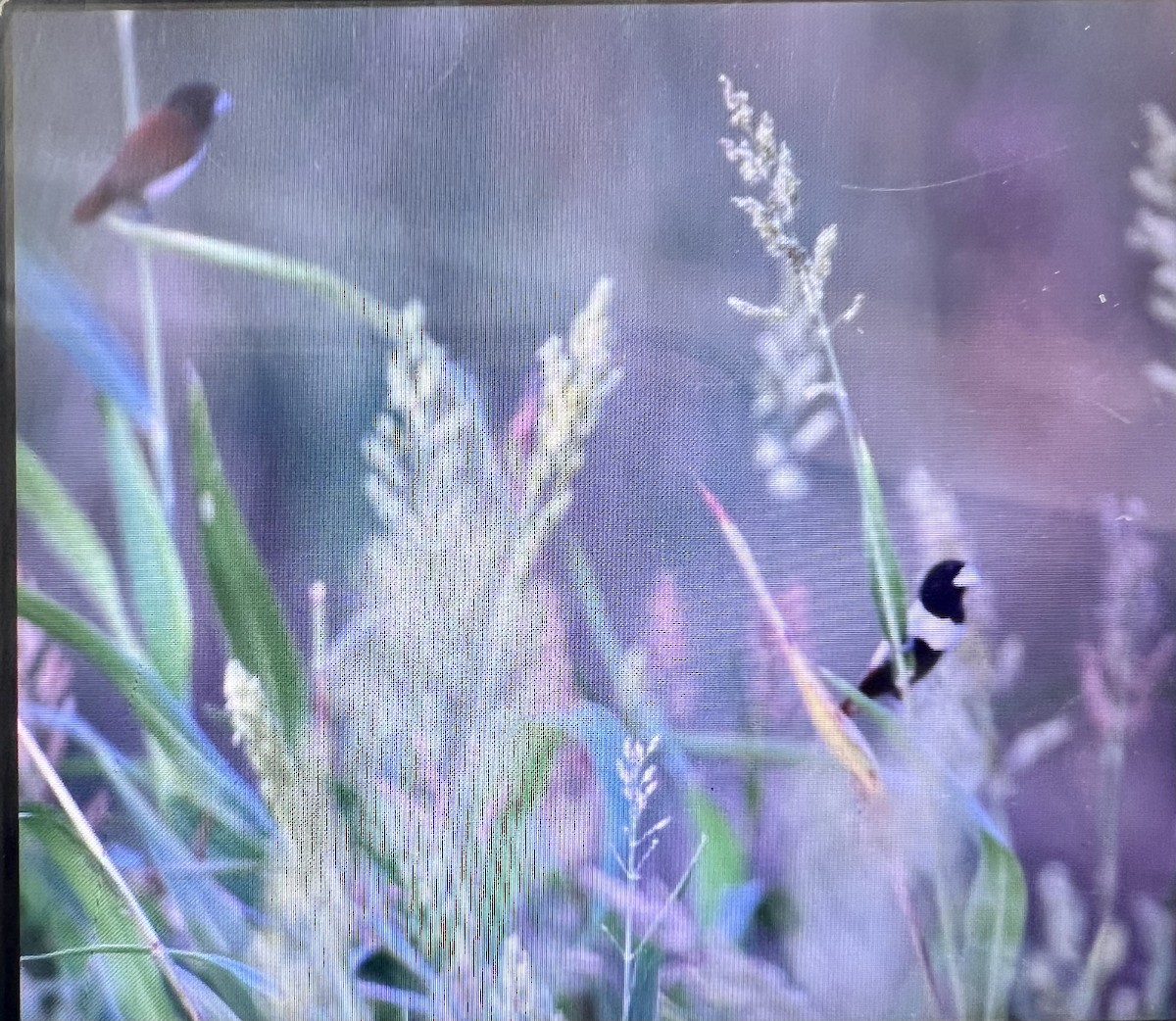 Tricolored Munia - Vikram Yadav