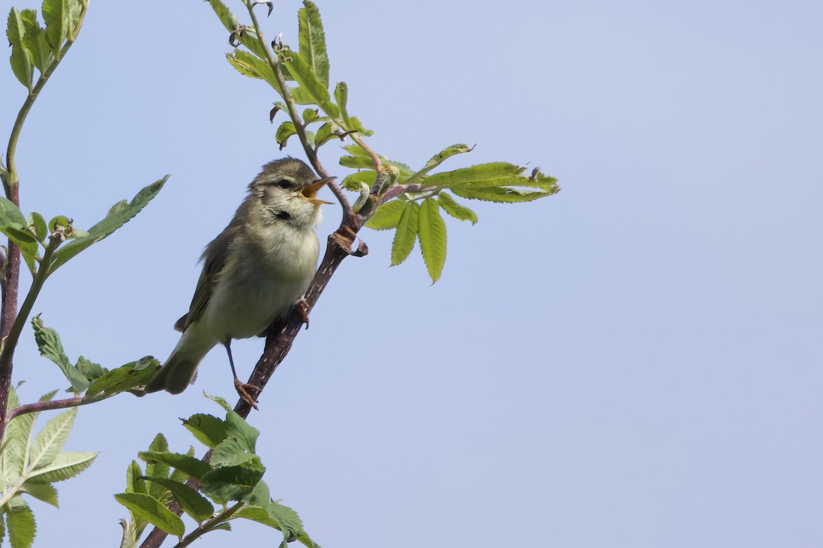 Willow Warbler - Steve Bielamowicz