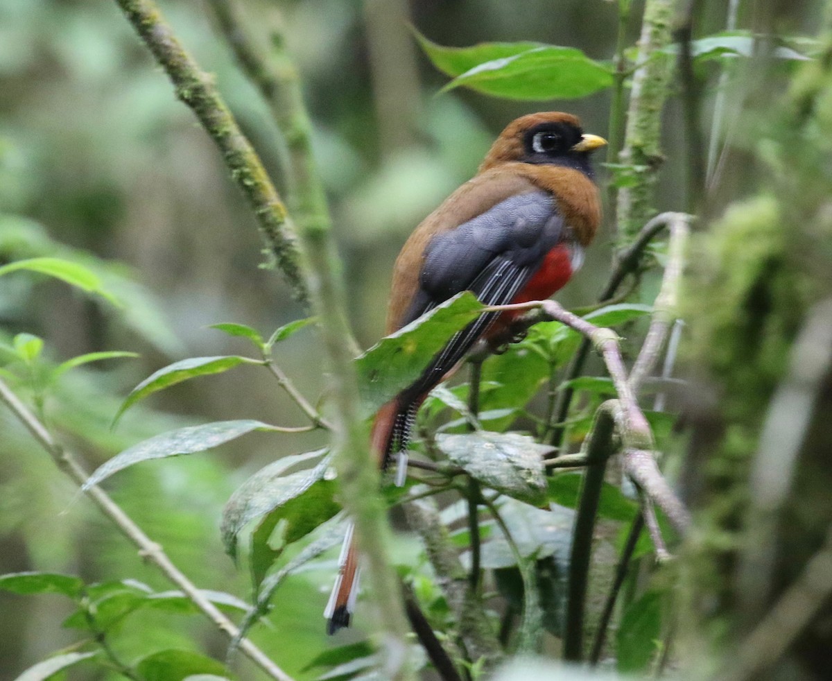 Maskeli Trogon - ML620408278