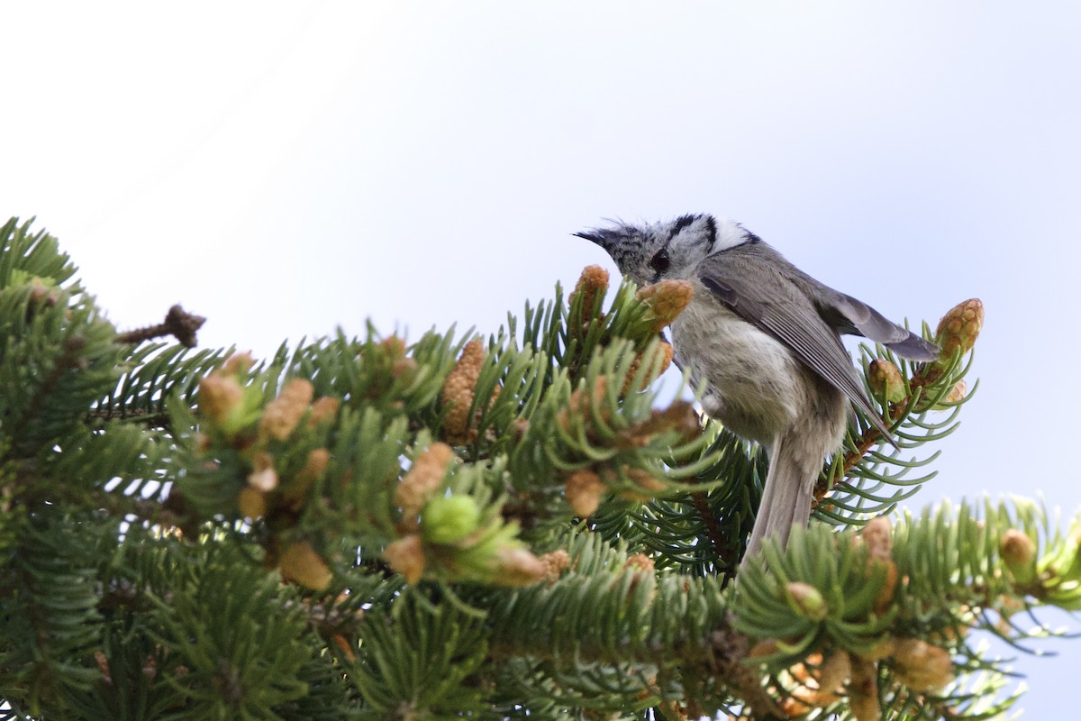Crested Tit - ML620408282