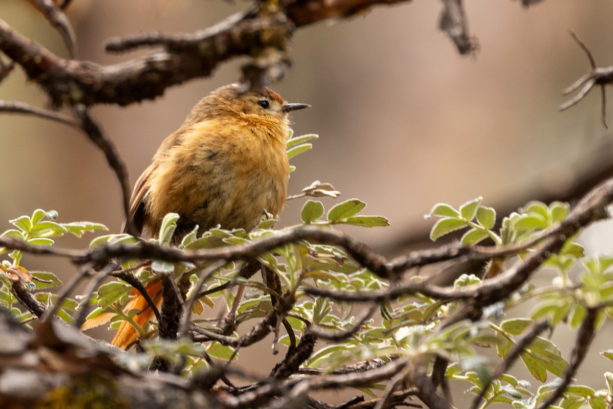 Tawny Tit-Spinetail - Michael Cook