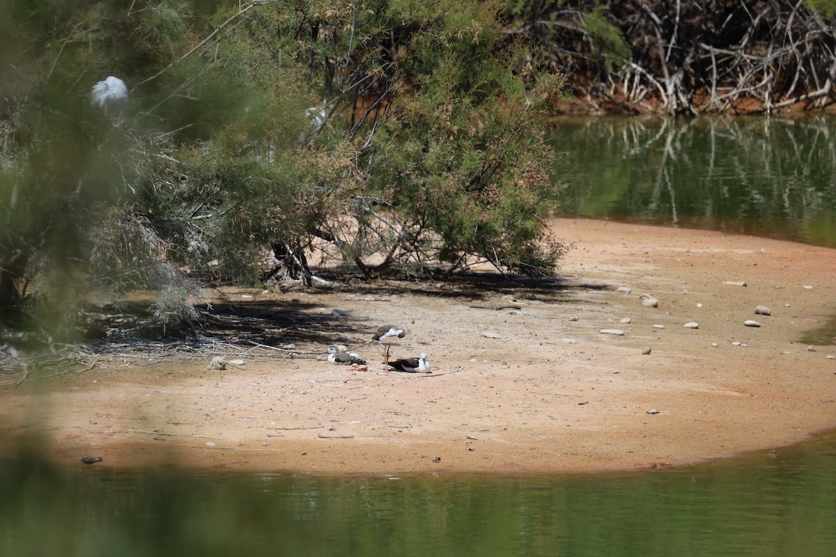 Black-winged Stilt - ML620408289