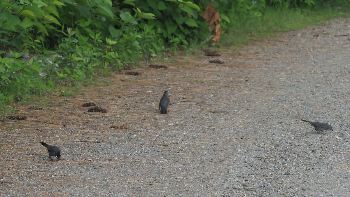 Gray Catbird - ML620408301