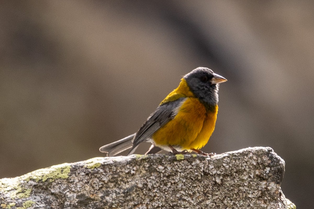 Peruvian Sierra Finch - ML620408308