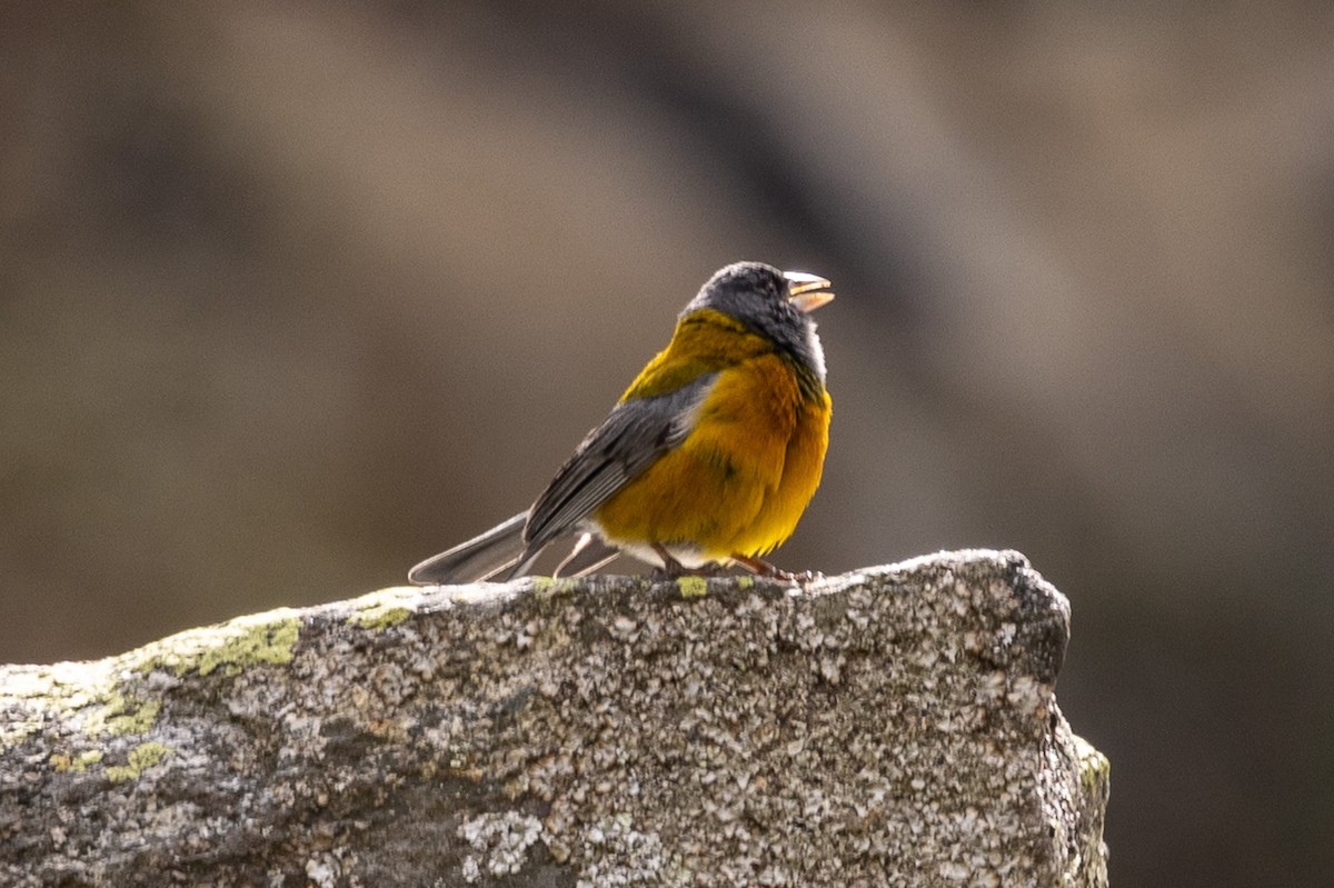 Peruvian Sierra Finch - ML620408309