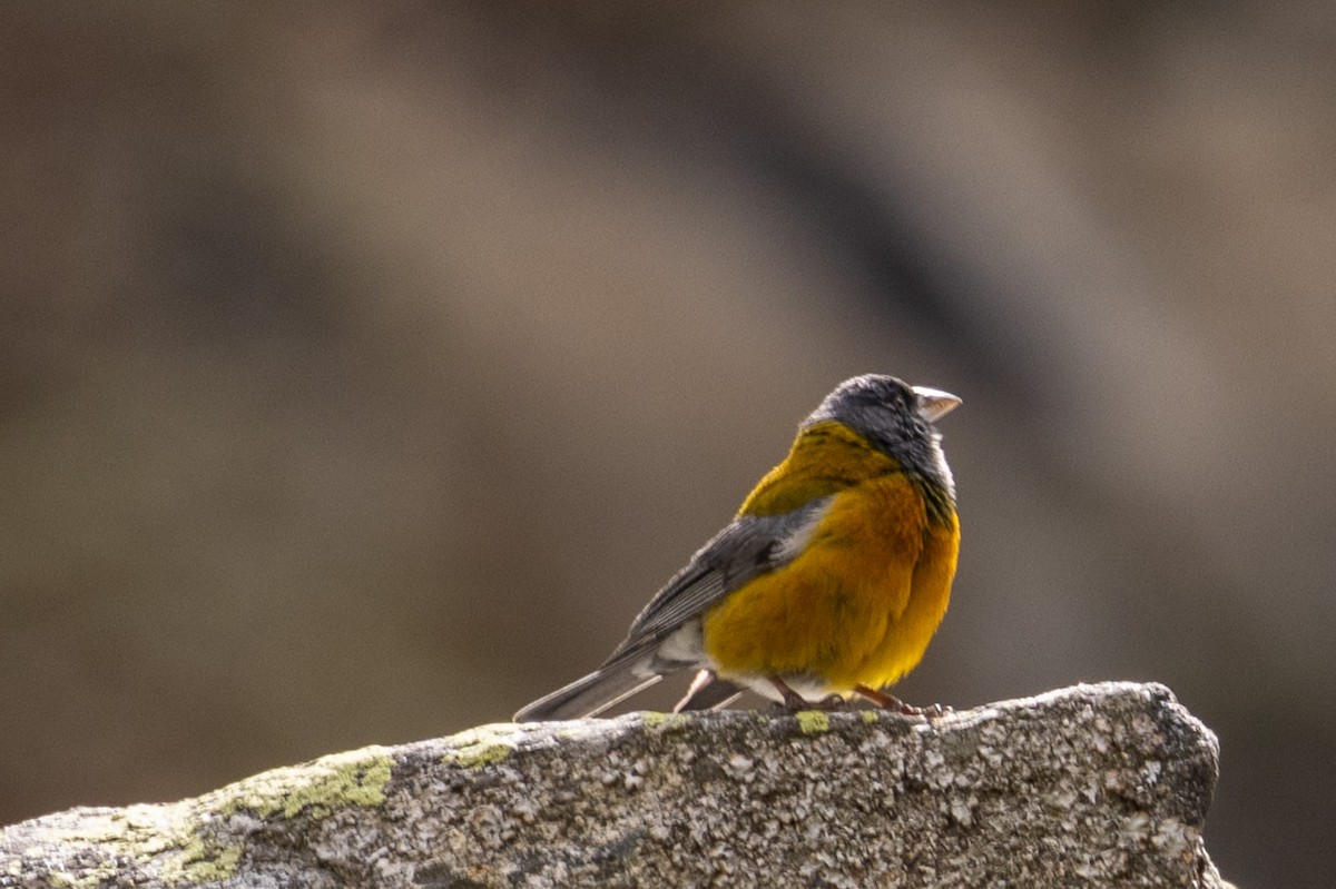 Peruvian Sierra Finch - ML620408310