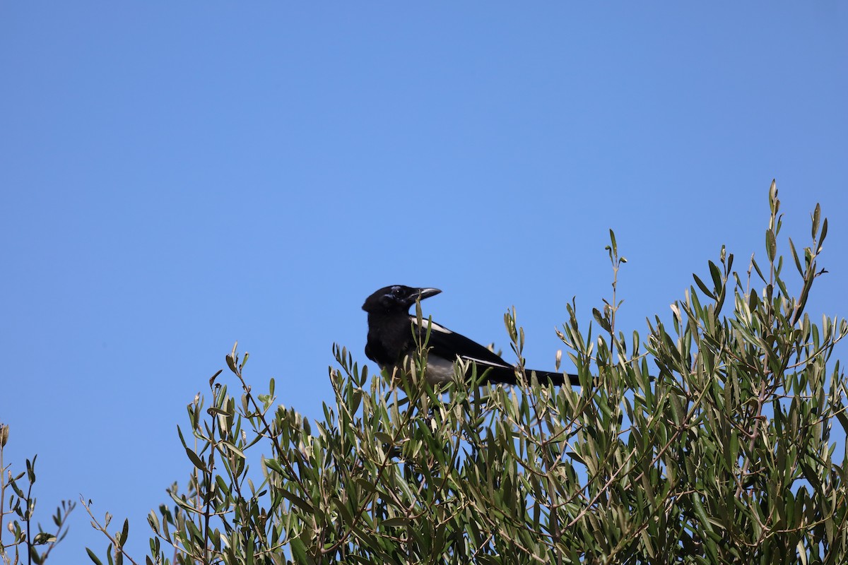 Eurasian Magpie - ML620408313