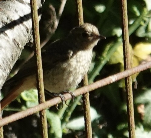 Common Redstart - ML620408318