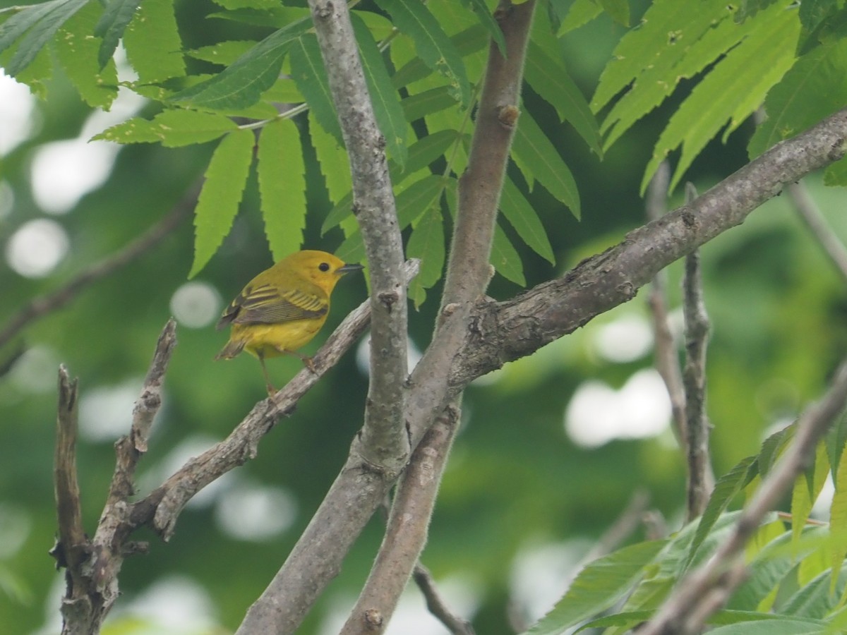 Yellow Warbler - ML620408326