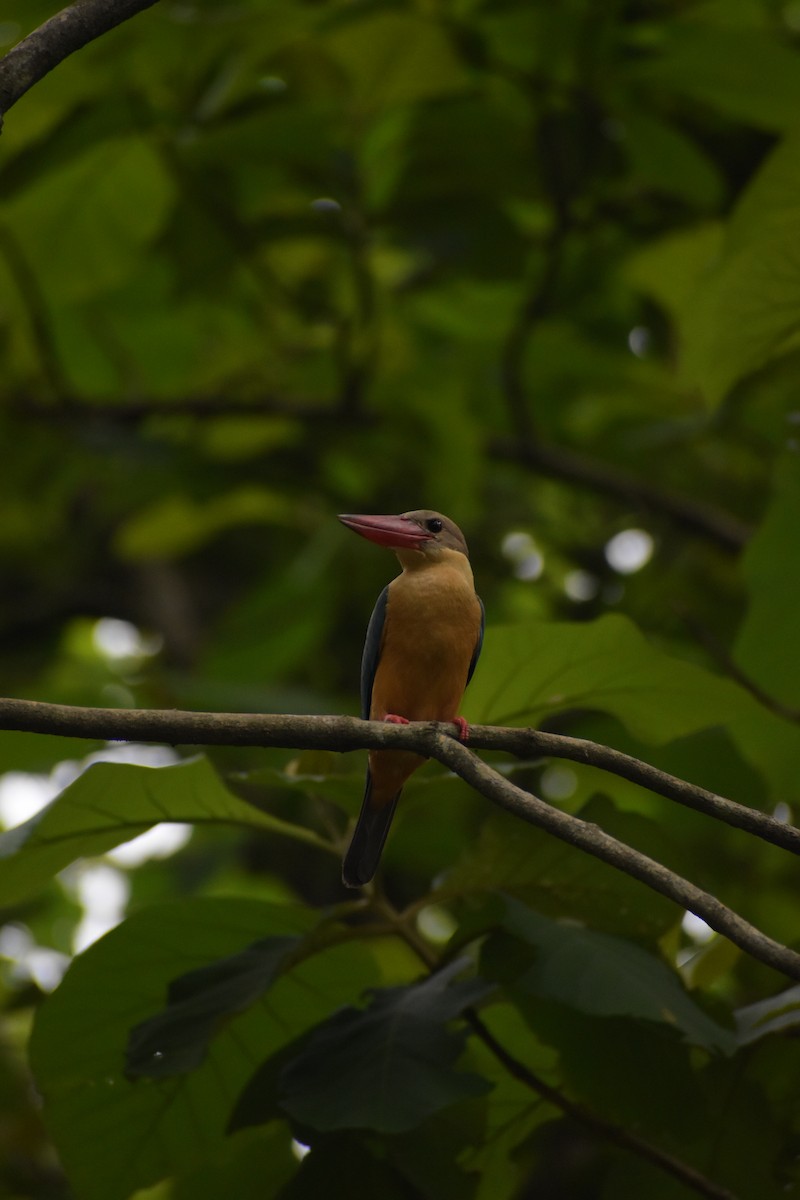 Stork-billed Kingfisher - ML620408329