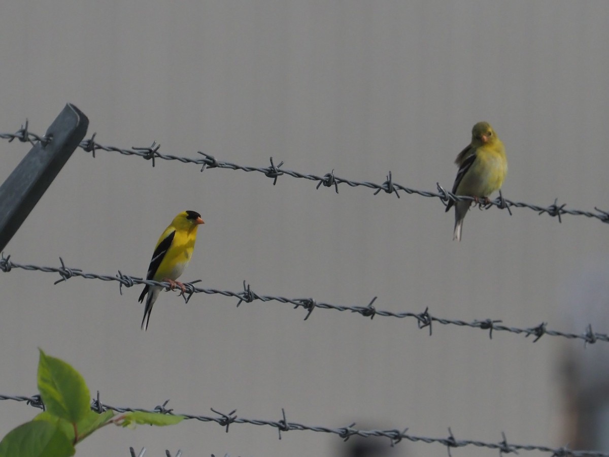 American Goldfinch - ML620408342