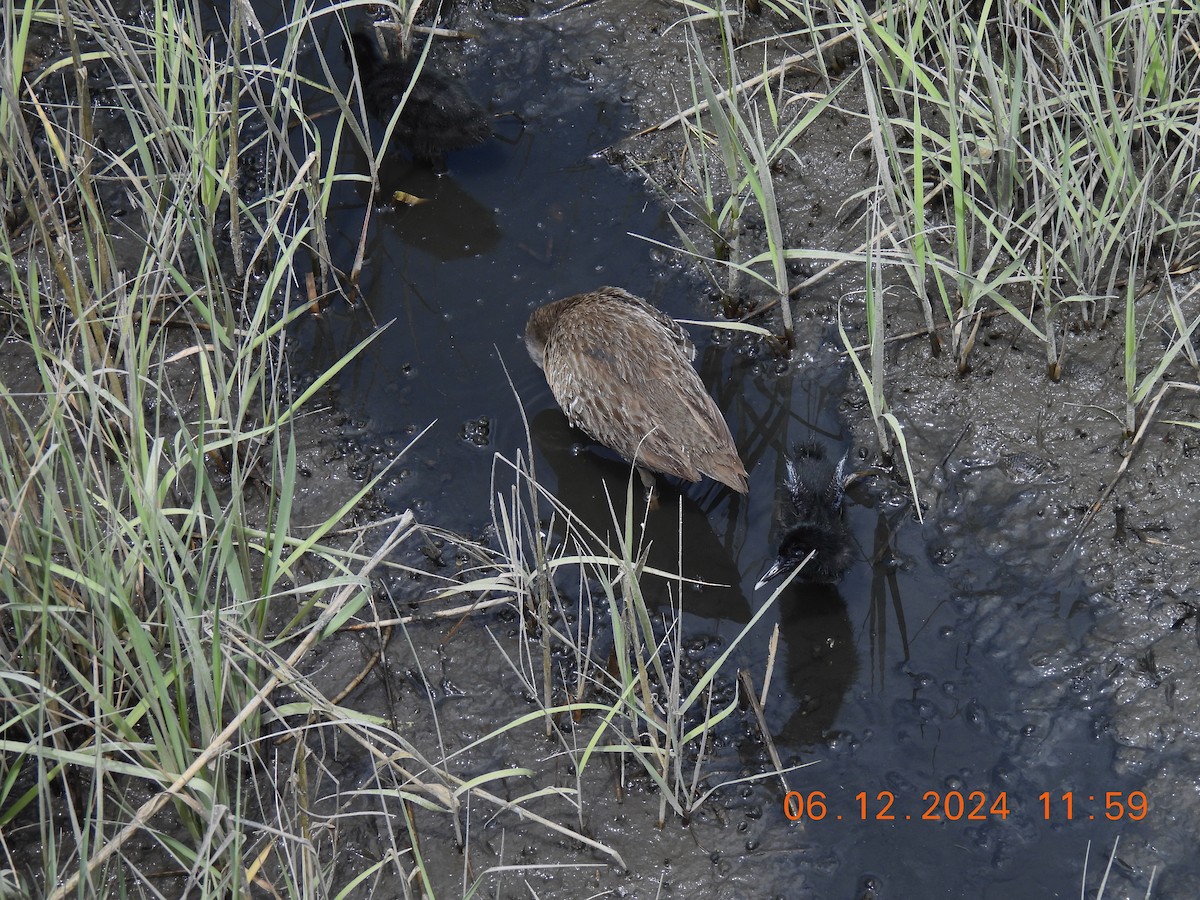 Clapper Rail - ML620408348