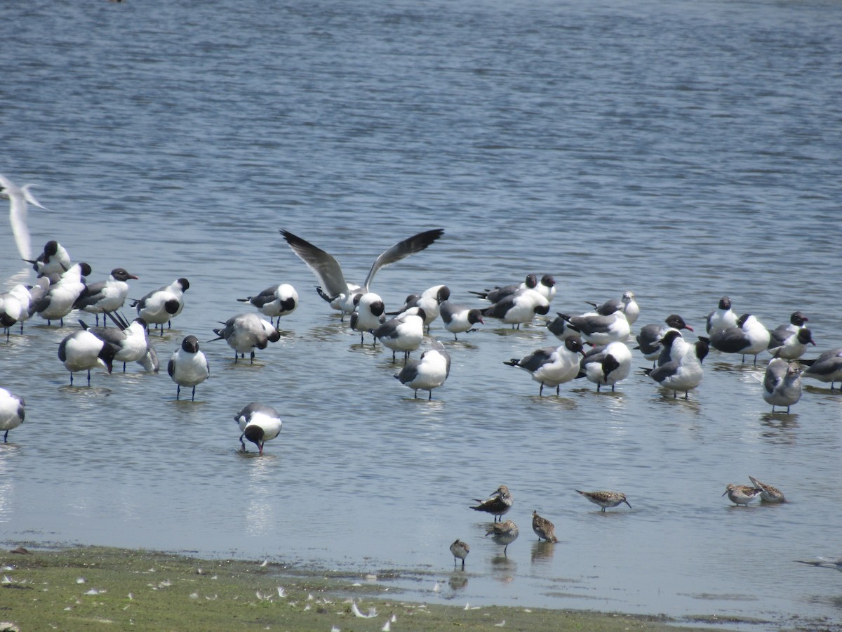 Laughing Gull - ML620408356