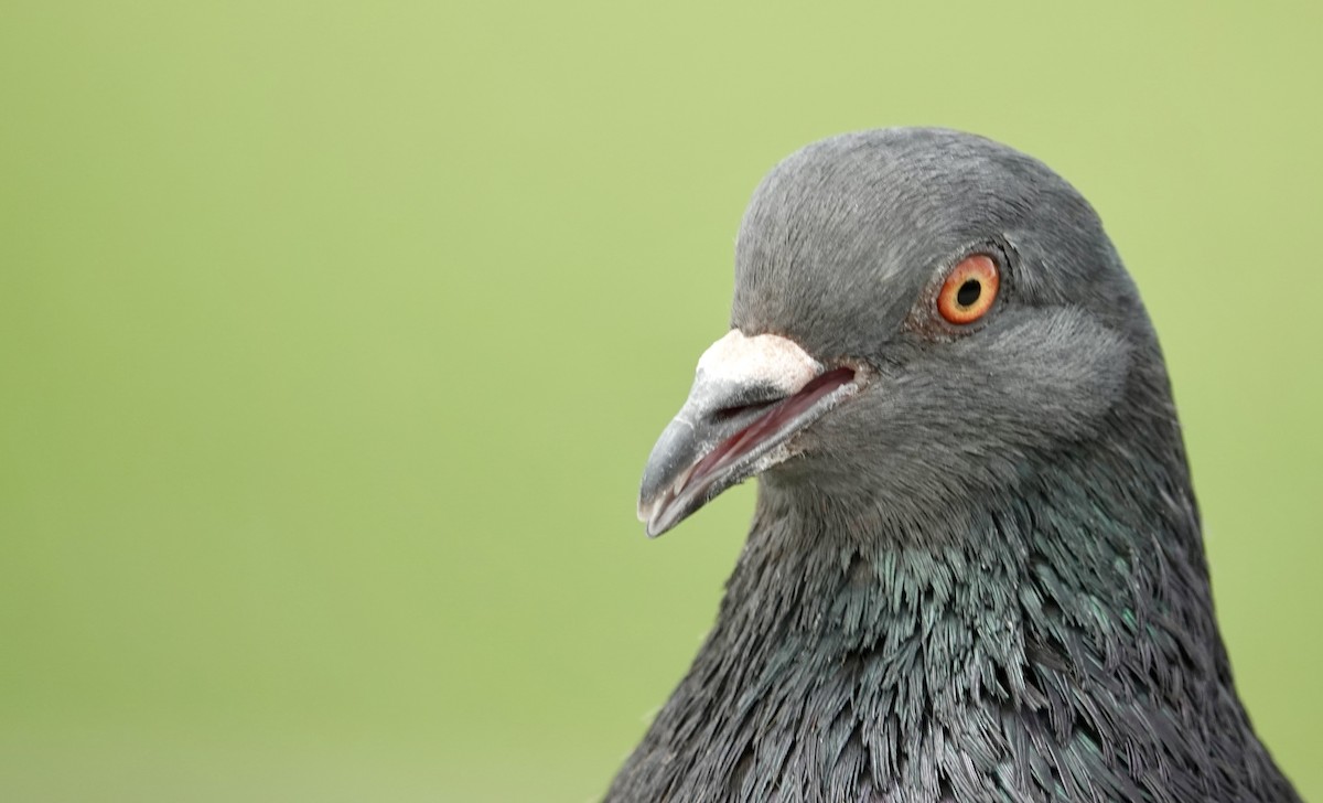Rock Pigeon (Feral Pigeon) - ML620408359