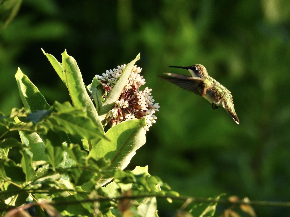 Ruby-throated Hummingbird - ML620408362