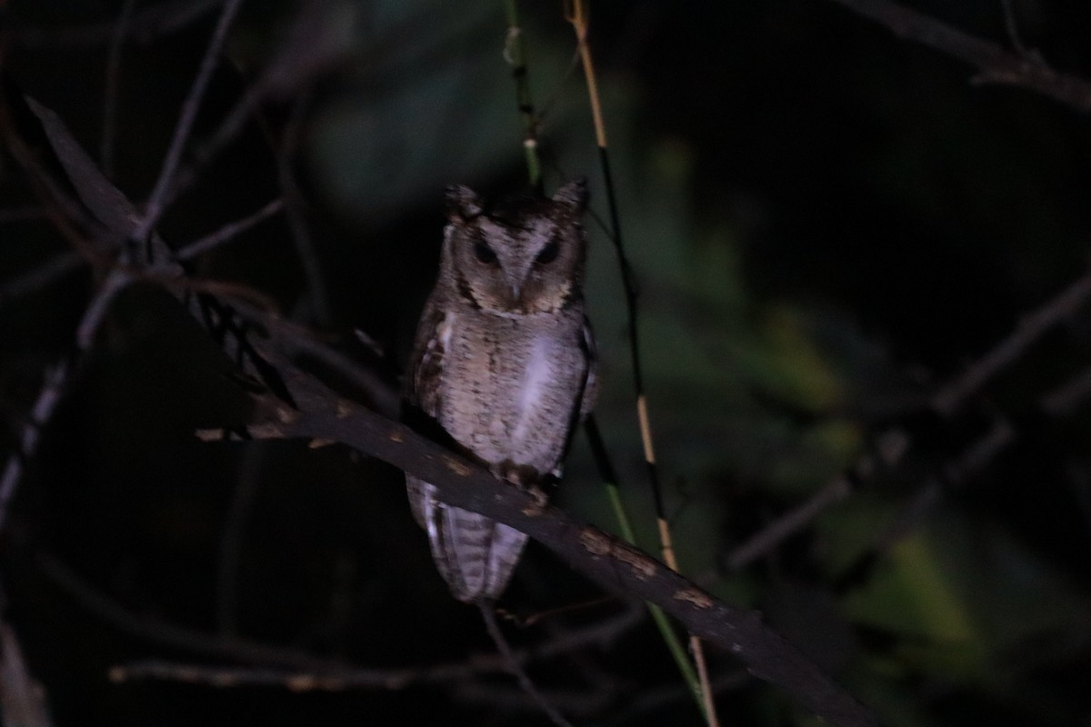 Collared Scops-Owl - Anurak Meeprom