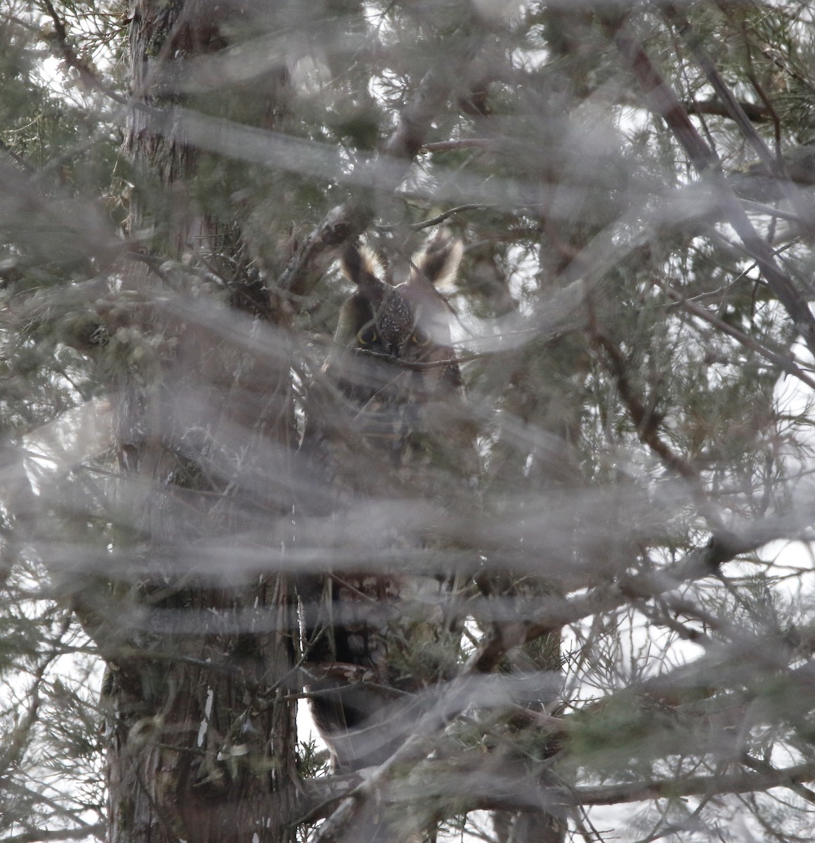 Long-eared Owl - ML620408374