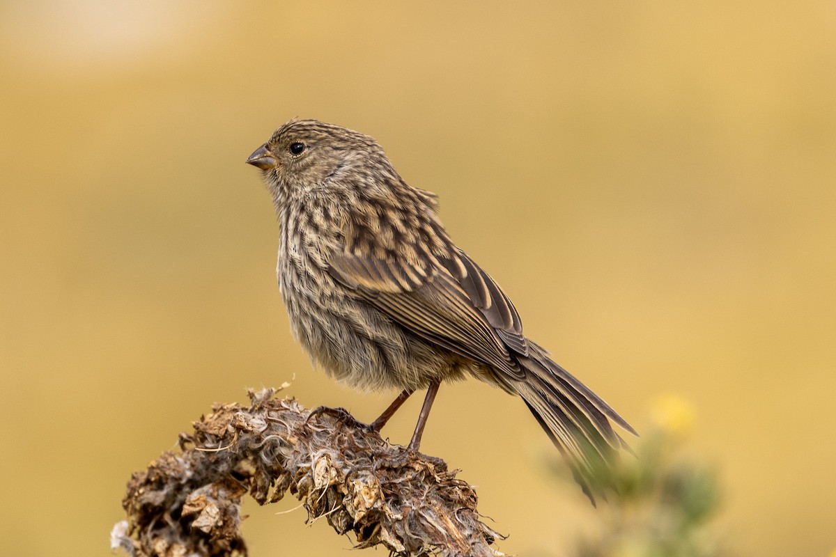 Plumbeous Sierra Finch - ML620408380