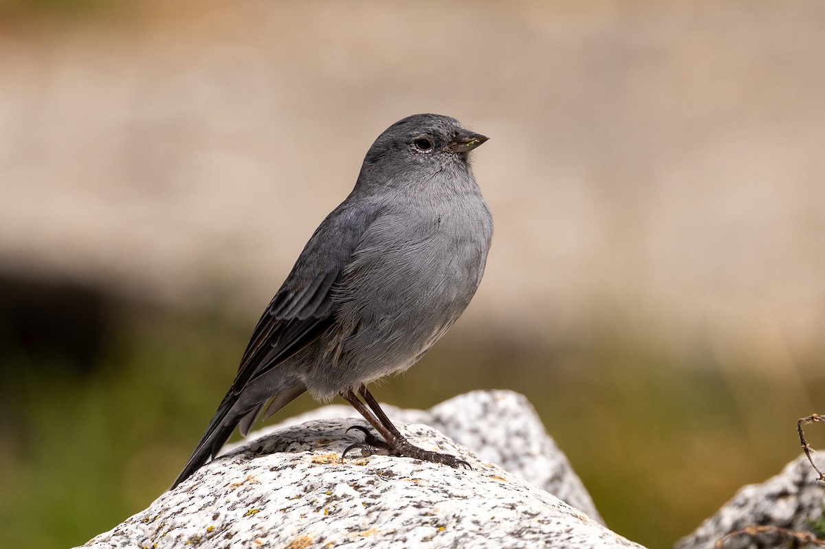 Plumbeous Sierra Finch - ML620408384