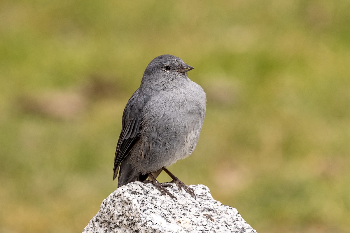 Plumbeous Sierra Finch - Michael Cook