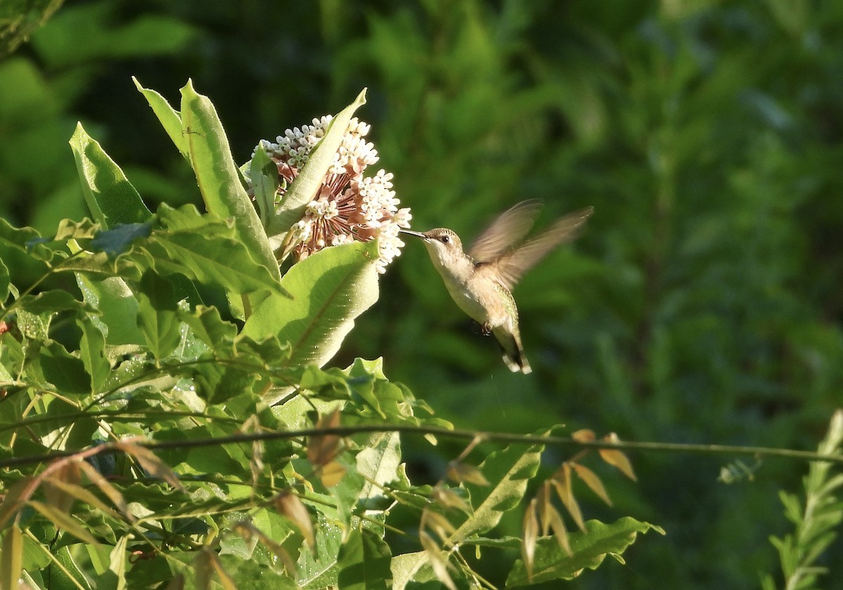 Ruby-throated Hummingbird - ML620408389