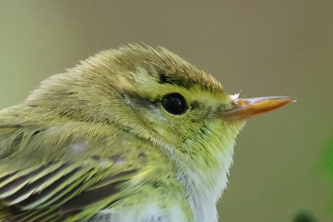 Wood Warbler - ML620408403