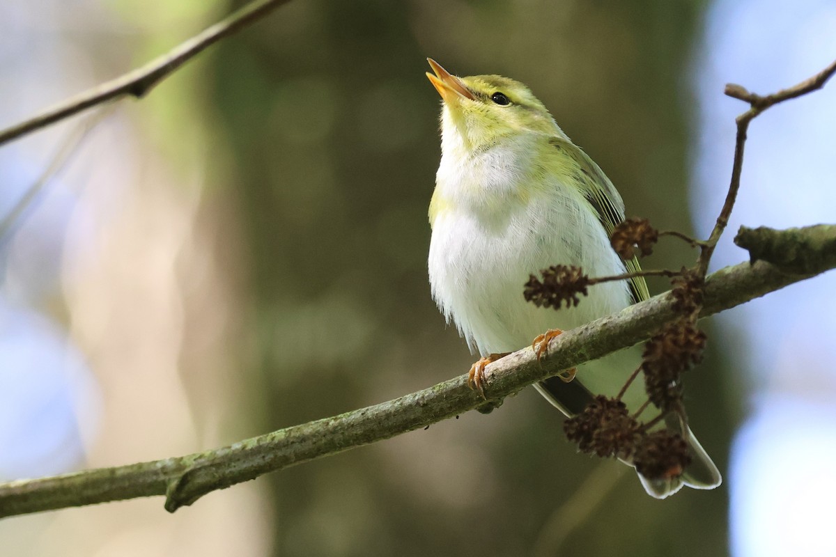 Wood Warbler - ML620408407