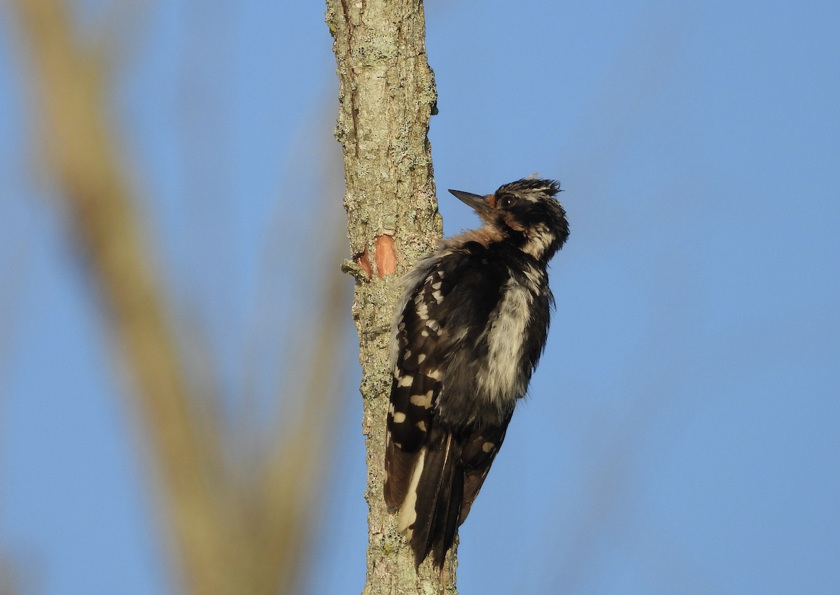 Downy Woodpecker - ML620408410