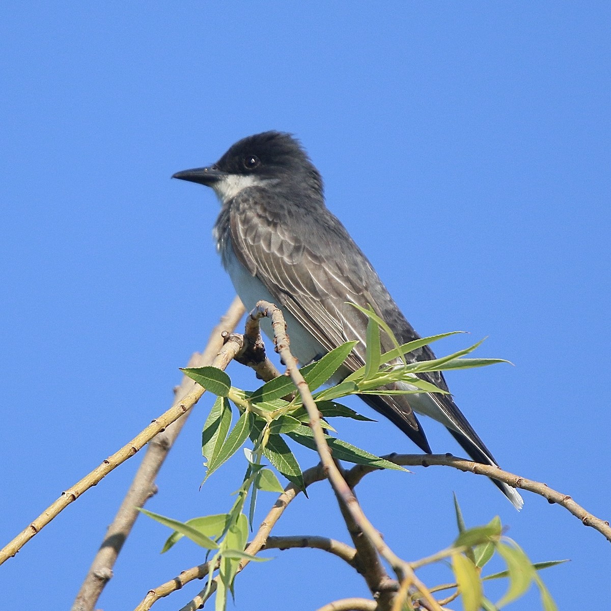 Eastern Kingbird - ML620408418