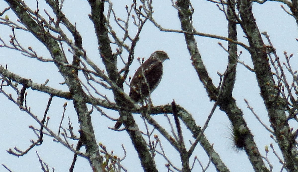 Cooper's Hawk - ML620408419