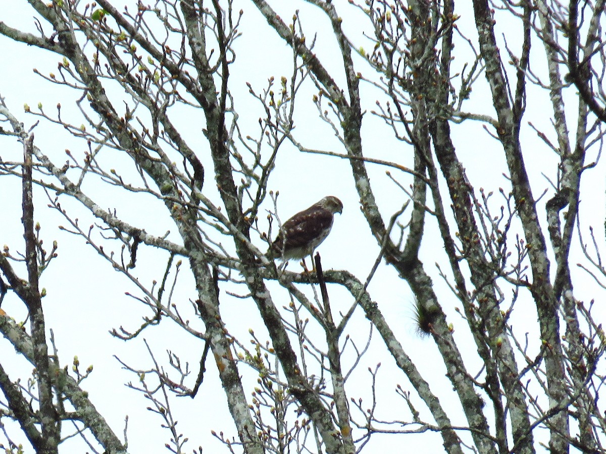 Cooper's Hawk - ML620408423