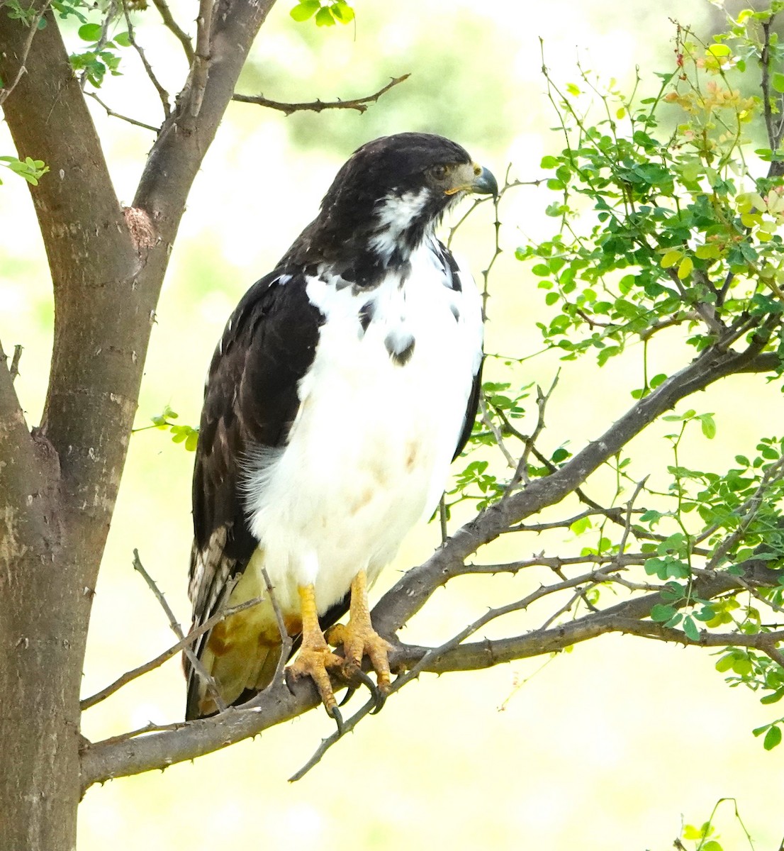 Augur Buzzard (Augur) - ML620408424