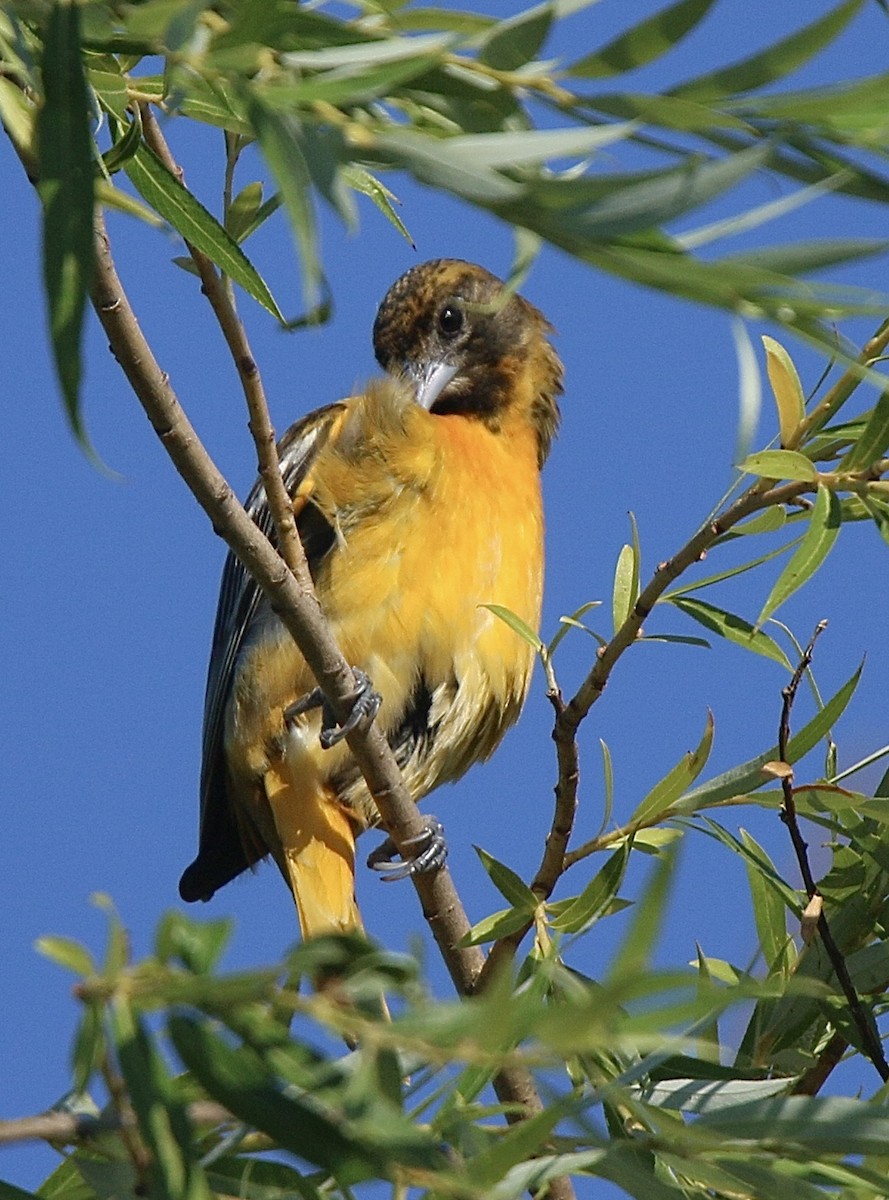 Baltimore Oriole - ML620408425