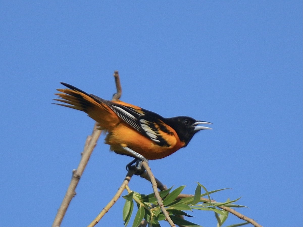 Baltimore Oriole - ML620408426