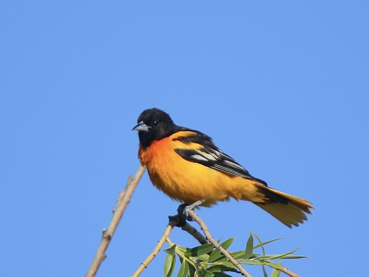 Baltimore Oriole - ML620408427