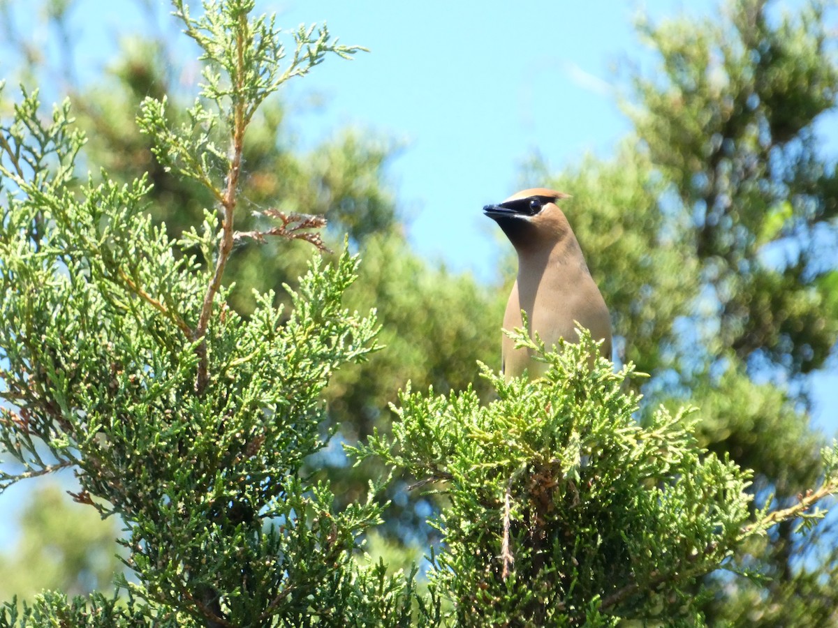 Cedar Waxwing - ML620408433