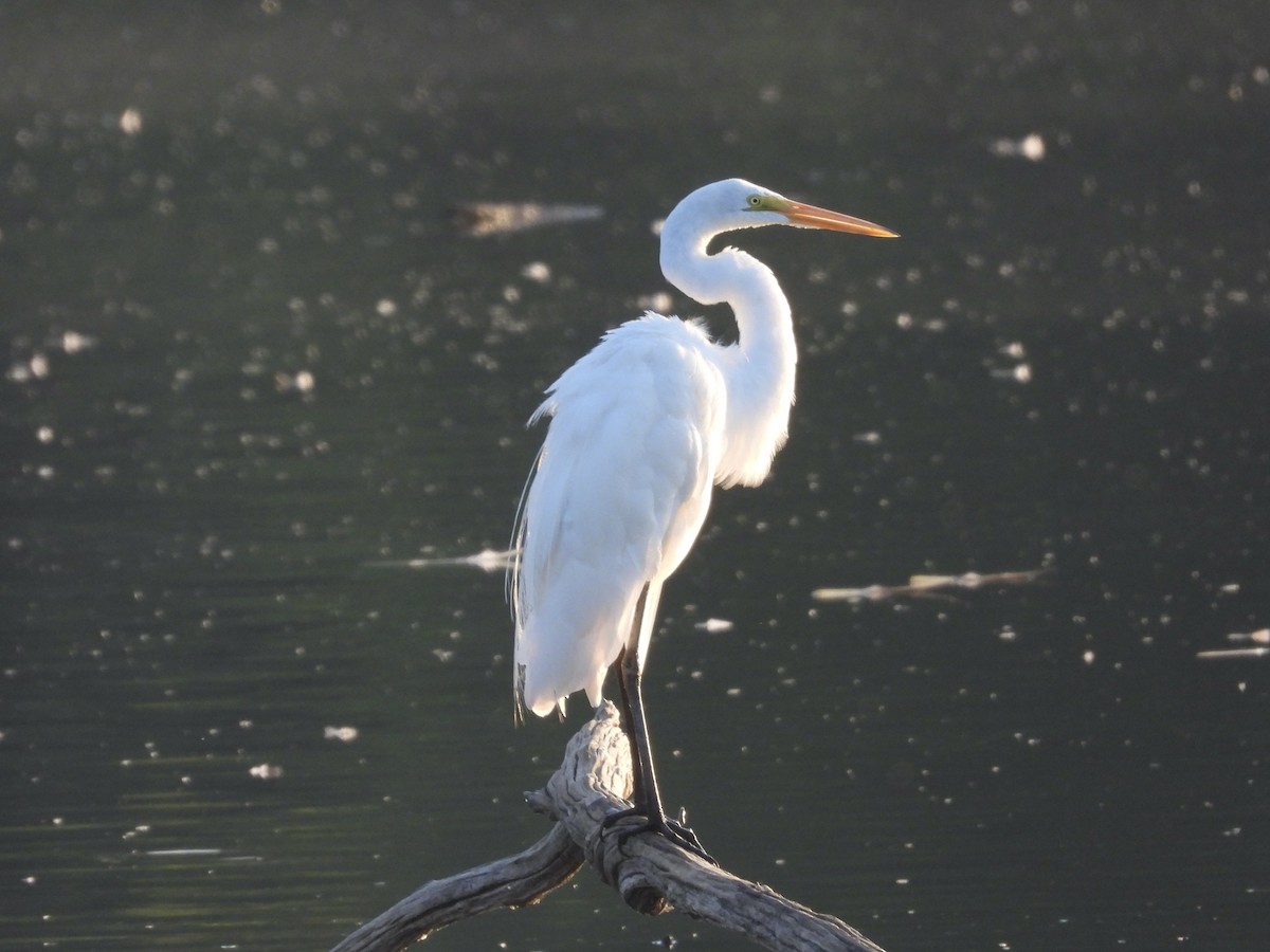 Great Egret - ML620408434