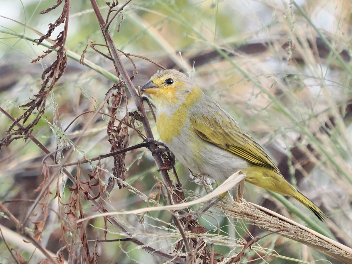 Saffron Finch - ML620408445